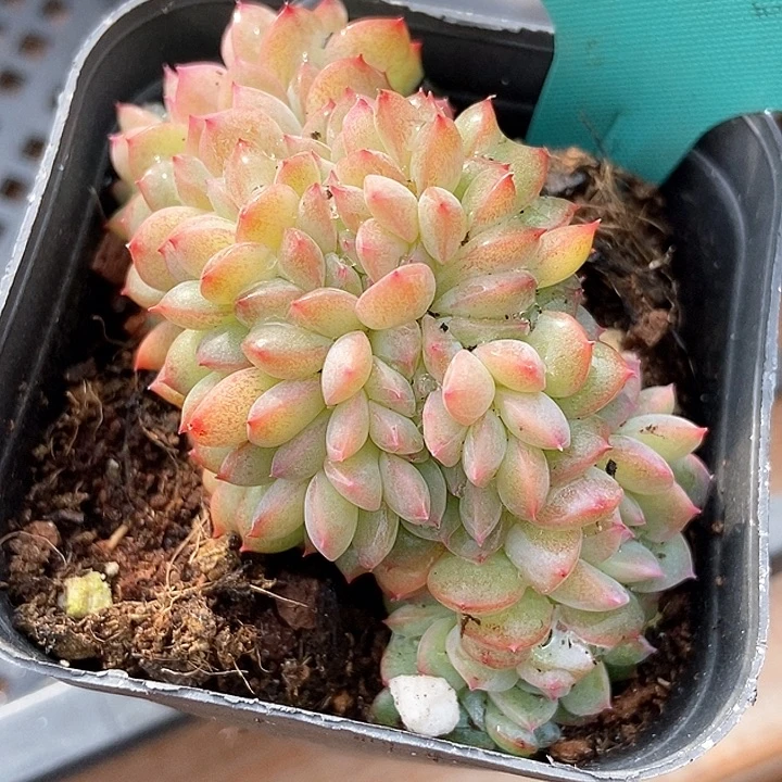 多肉植物冰魄缀7031