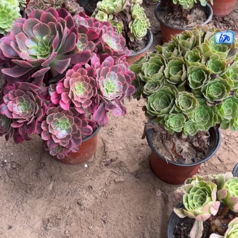 680多肉植物组合，
