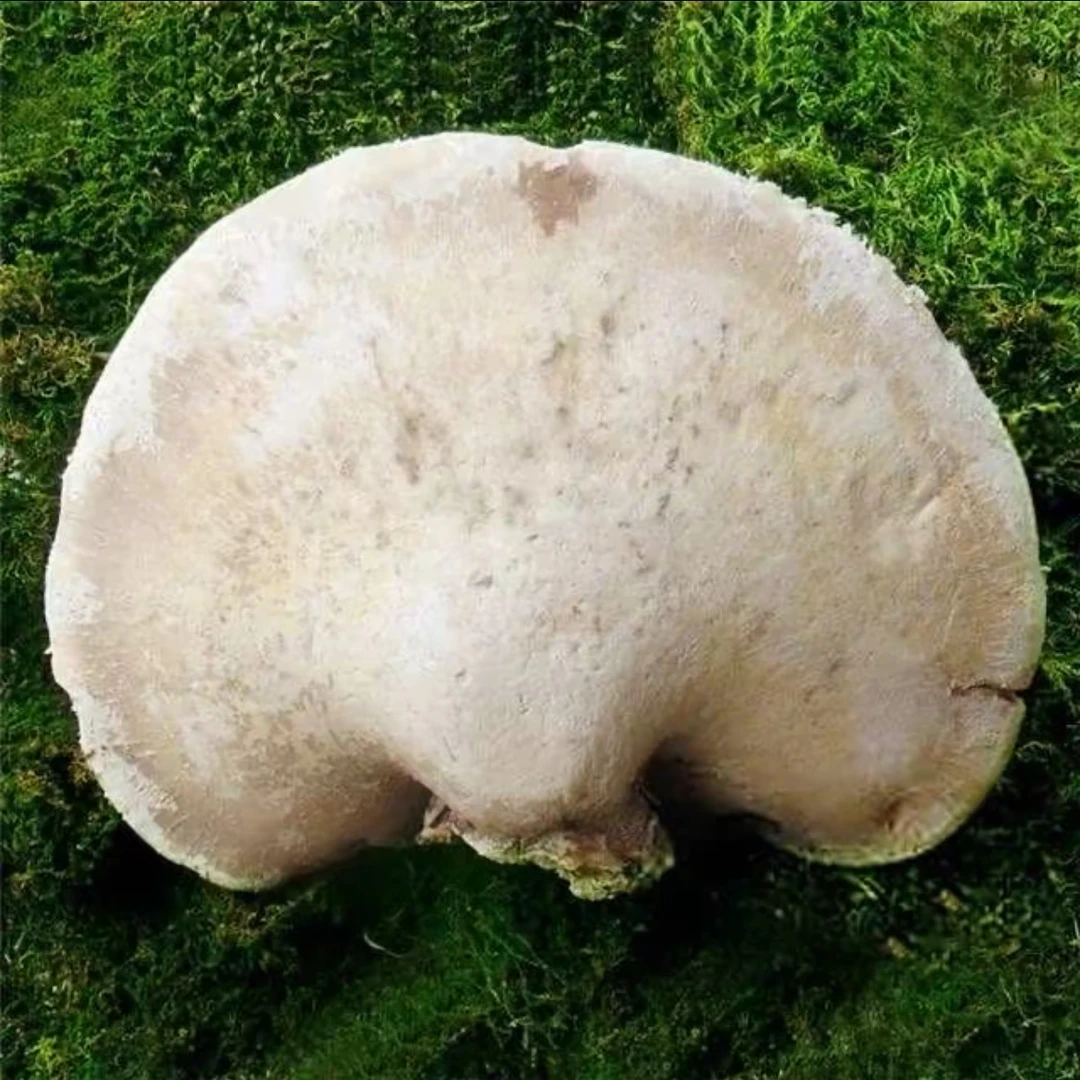 野生白灵菇(包邮)