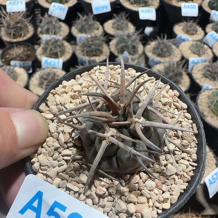 摩天龙 是啊仙人球582