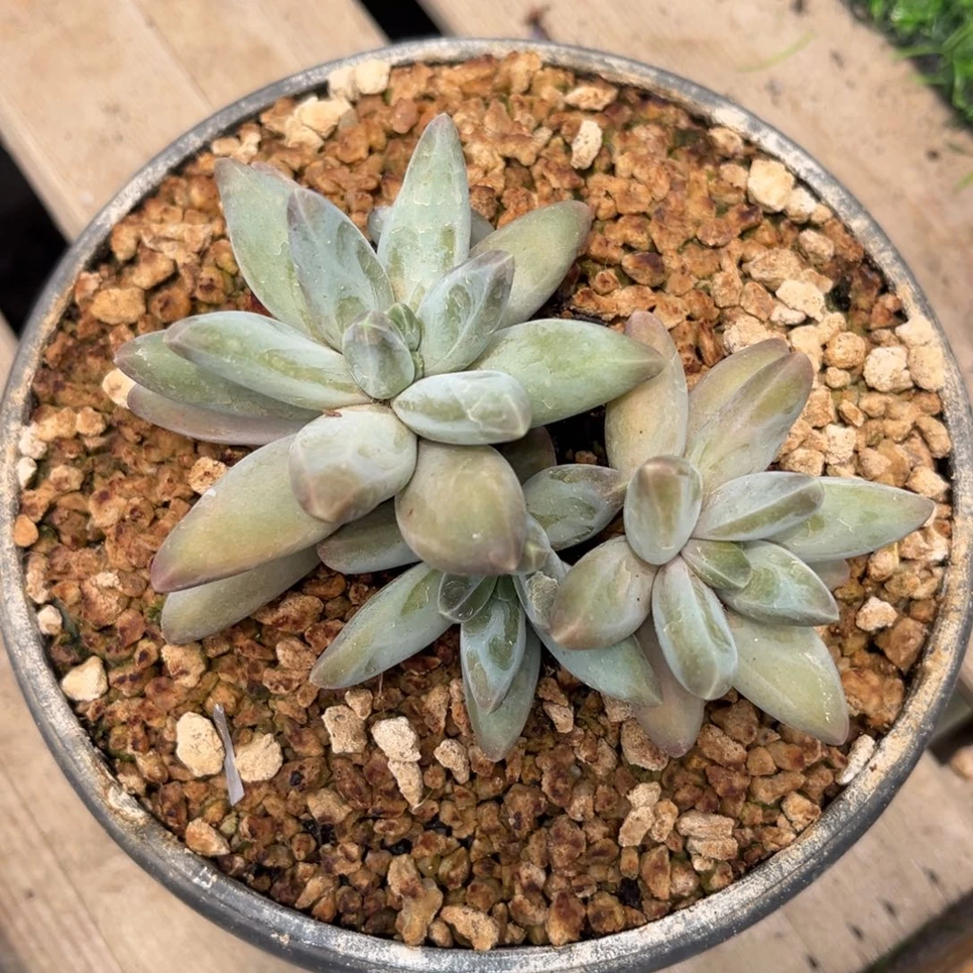 多肉植物多肉植物