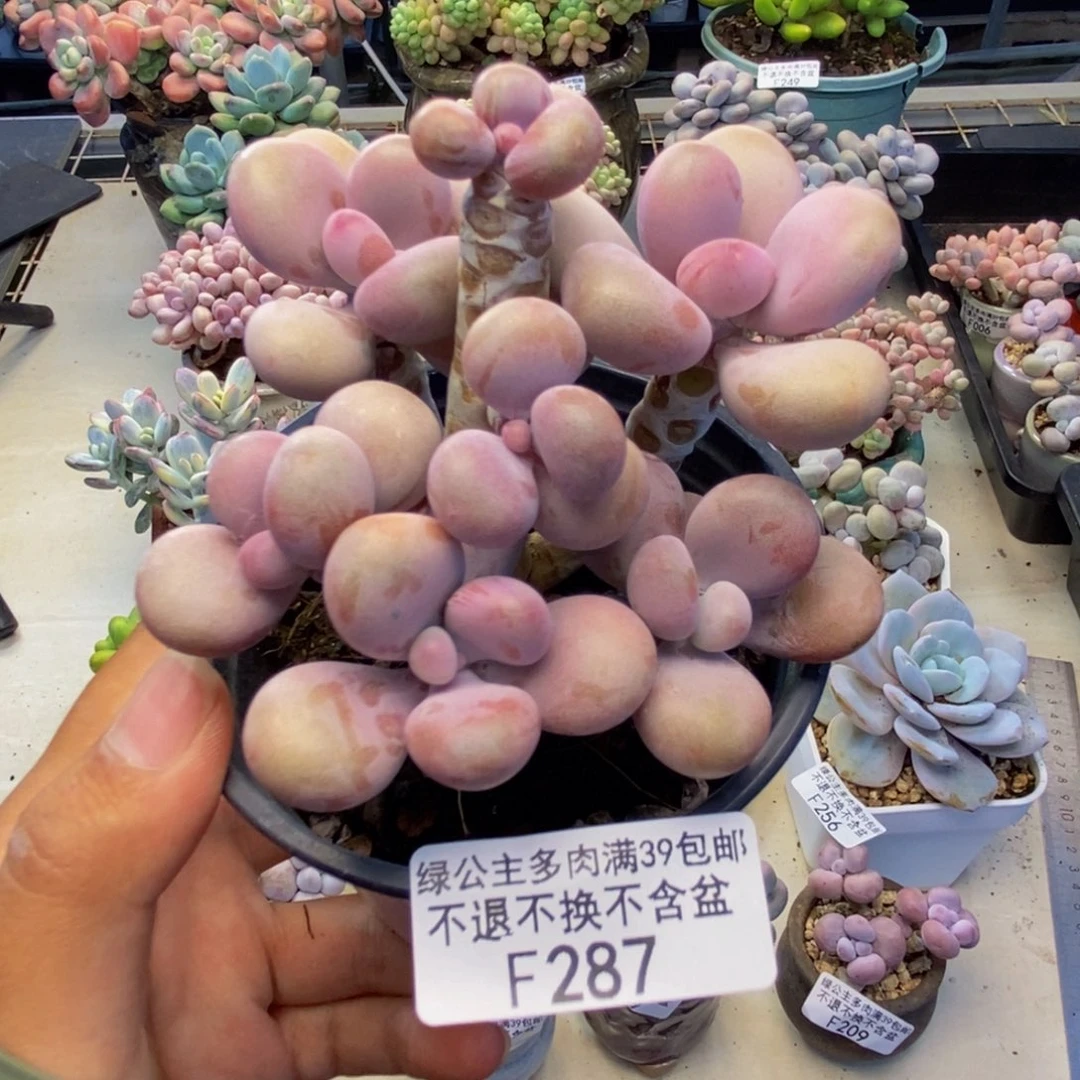 287腰子桃蛋多肉8cm