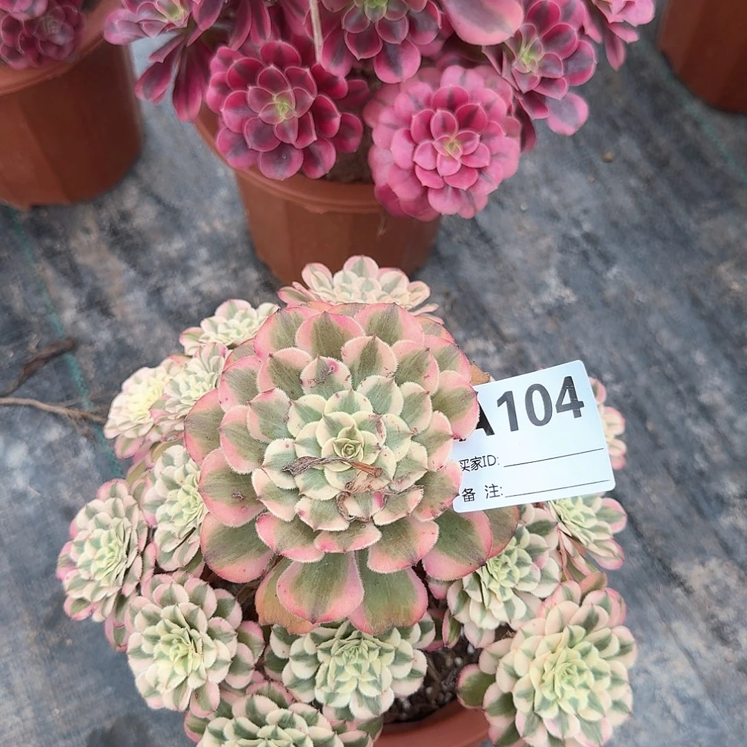 天***蓝粉铜多肉法师aaa104
