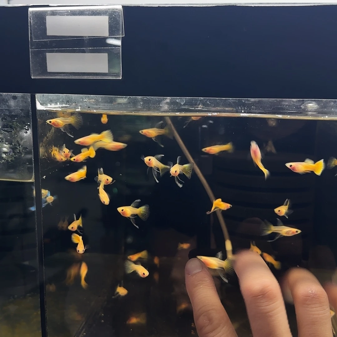 孔雀鱼黄金玻璃猫大C 8对送1对