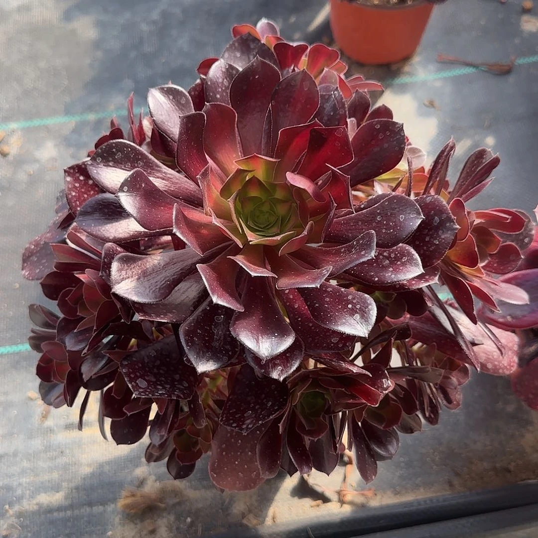 花纳锦小号手捧多肉