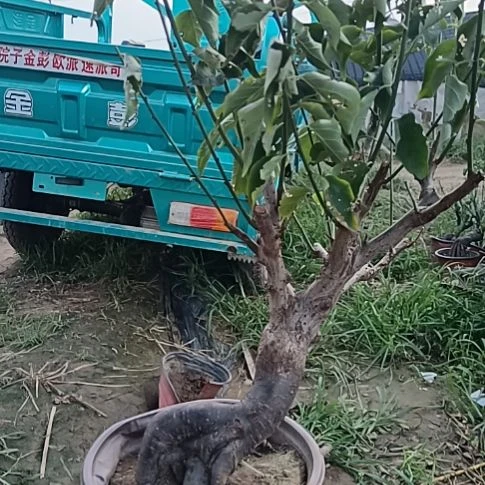 潮***朱完全开放梅花盆景原色发货