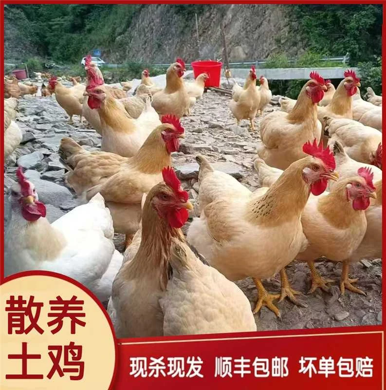 顺丰包邮湖南次日达现抓自家跑山鸡农家自己养的鸡
