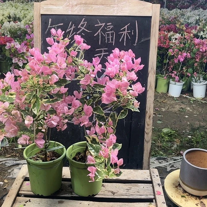 完全开放三角梅小斑叶丽人