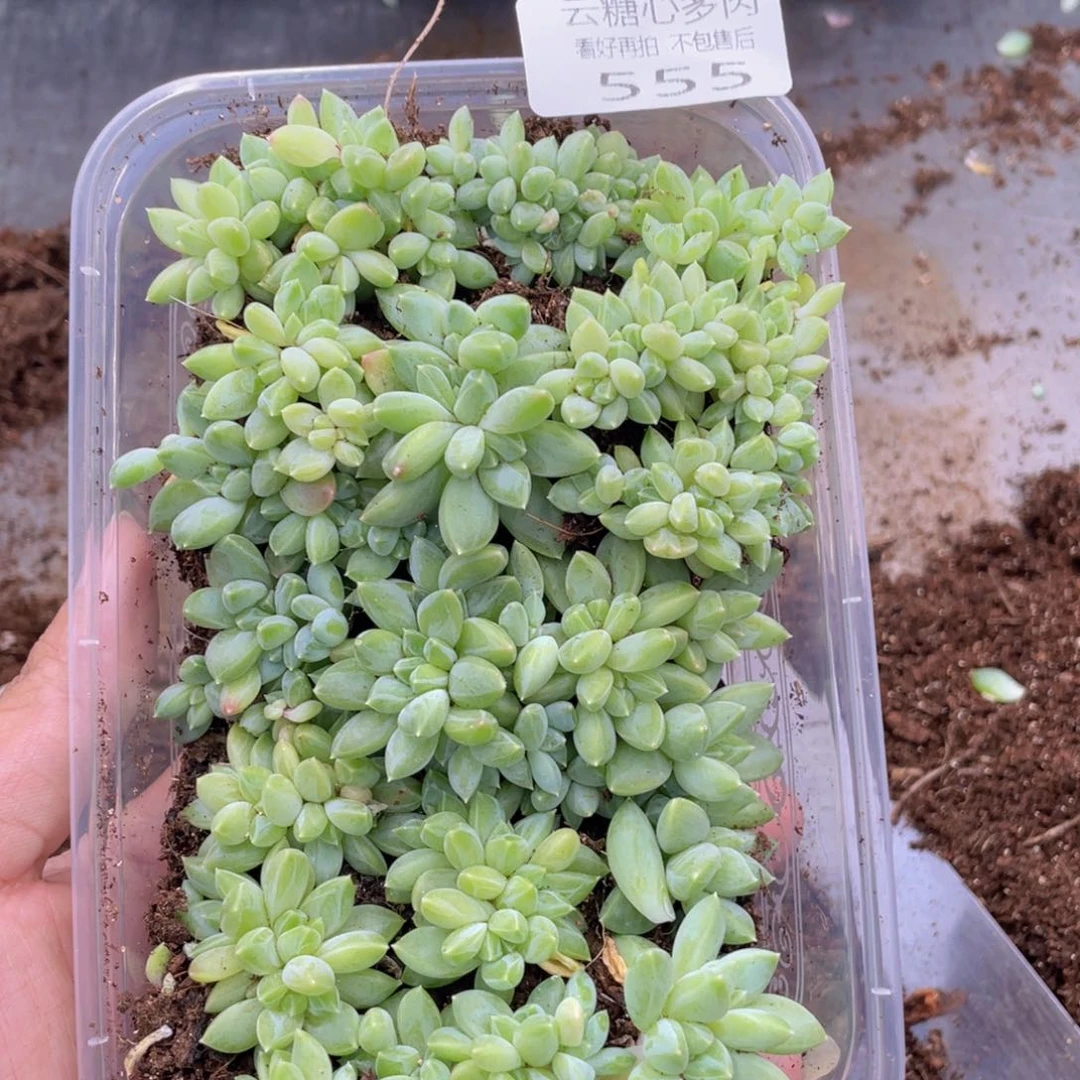 云糖心多肉植物555