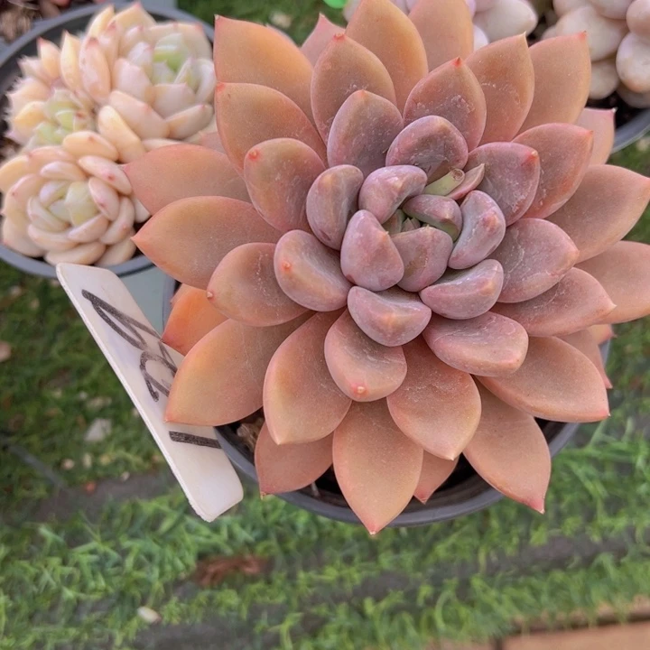 健健康康平平安安