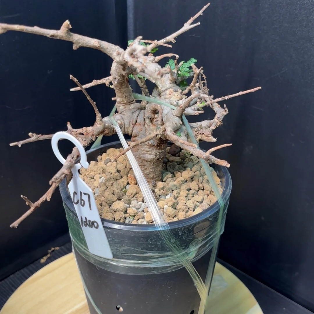 悟*尼勒达乳香带盆土