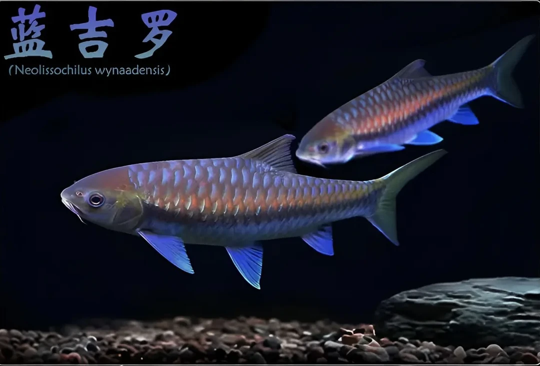 保山蓝吉罗包野包活