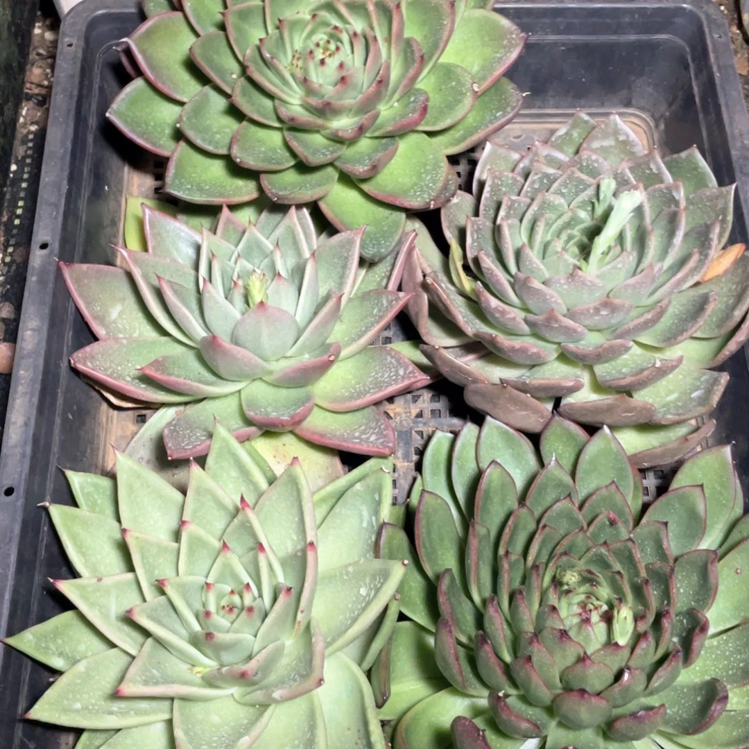 楊***一筐特价福利不售后2535