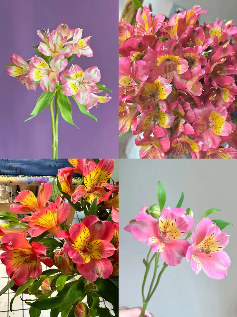 粉色蝴蝶六出花10支粉色水仙百合批发花店摆地摊云南一手货源