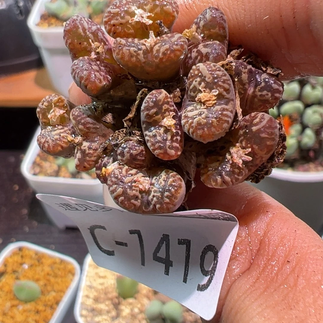 多肉植物1111111111111