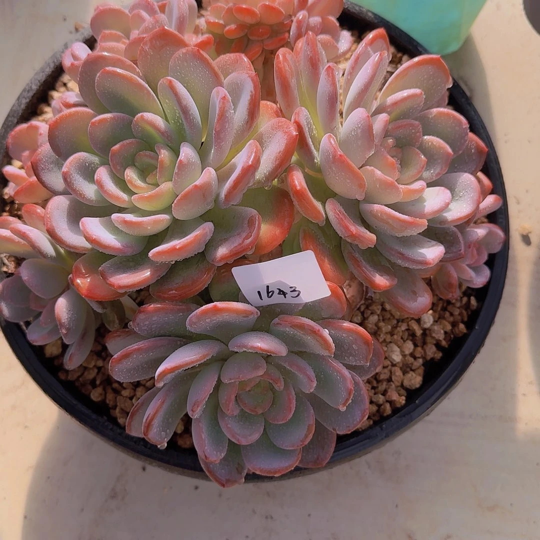 1643香橙多肉植物