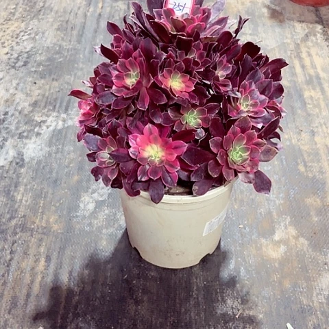 金丝雀多肉法师251号