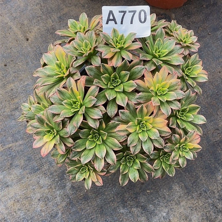 甜茶770拖土福利