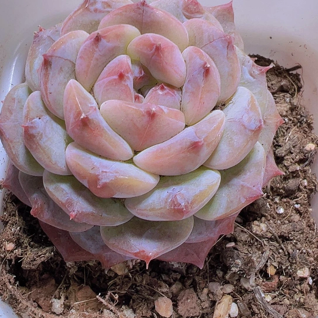 云塔19包邮多肉植物