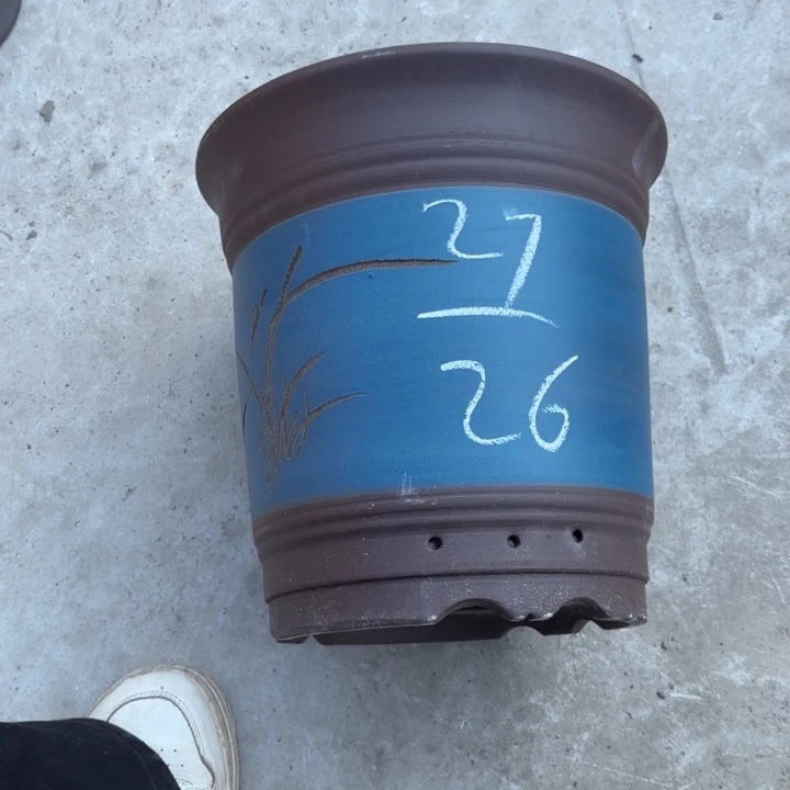 花盆紫砂紫砂的花