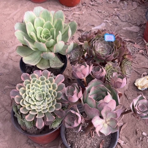 226多肉植物组合，
