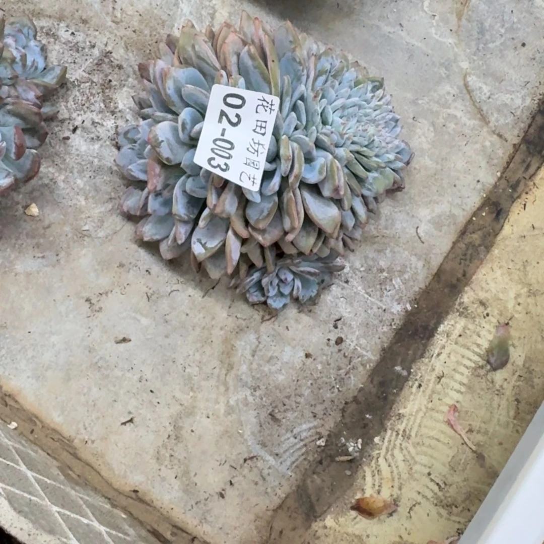 抖***飞02.003石榴籽缀化