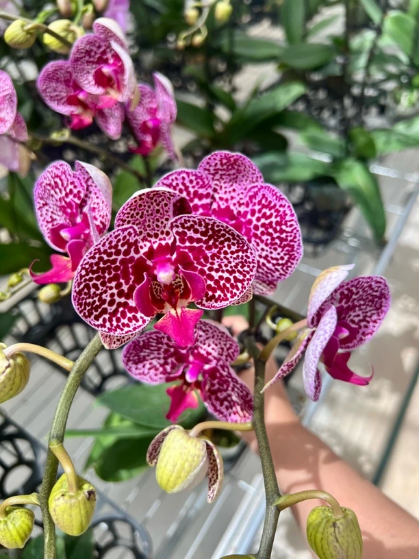 斑点大花【奇妙空间】蝴蝶兰带花发货室内盆栽