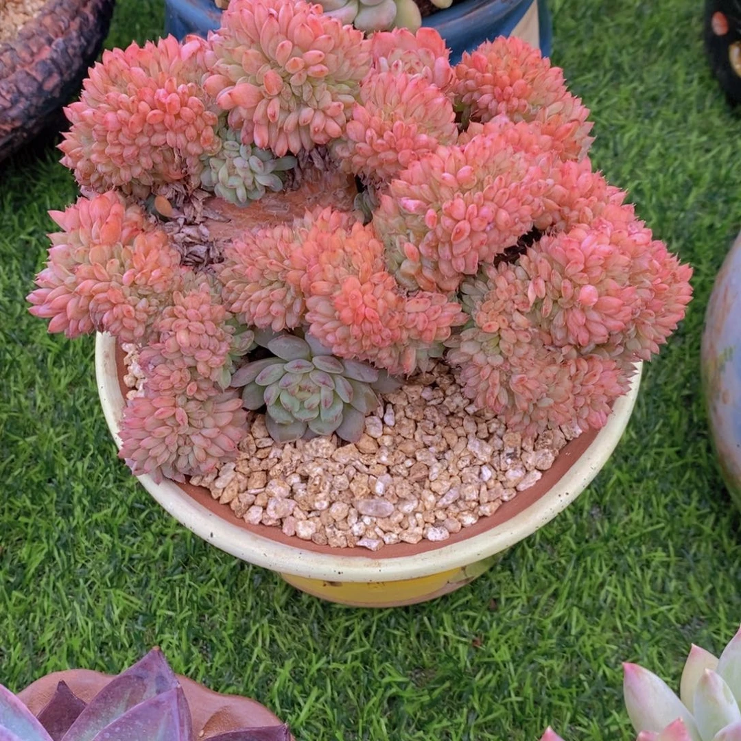 白胖子缀 一物一拍。