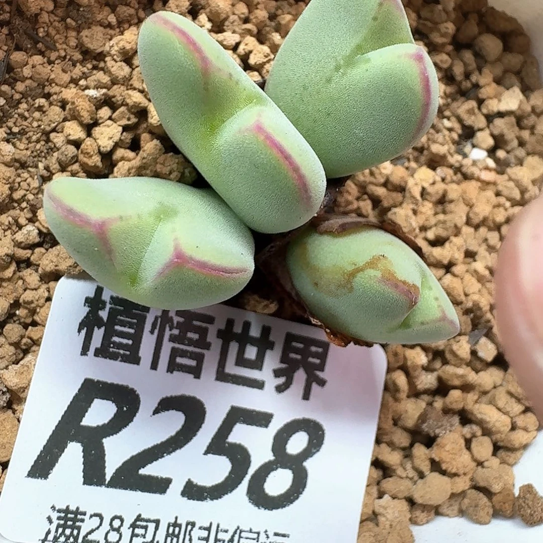 多肉我的润泽无法fg