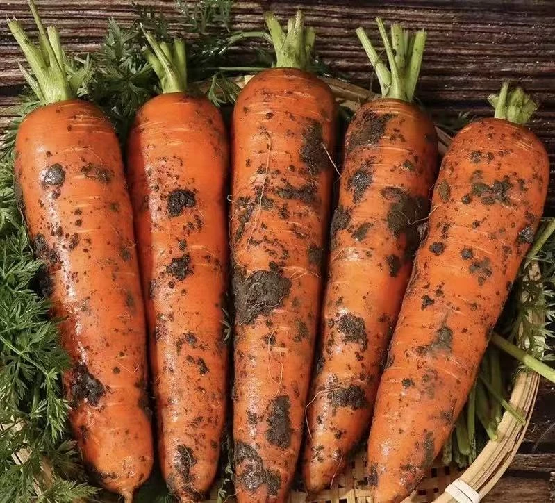 河南农家自种沙土地带泥胡萝卜现挖可生吃辅食清脆美味
