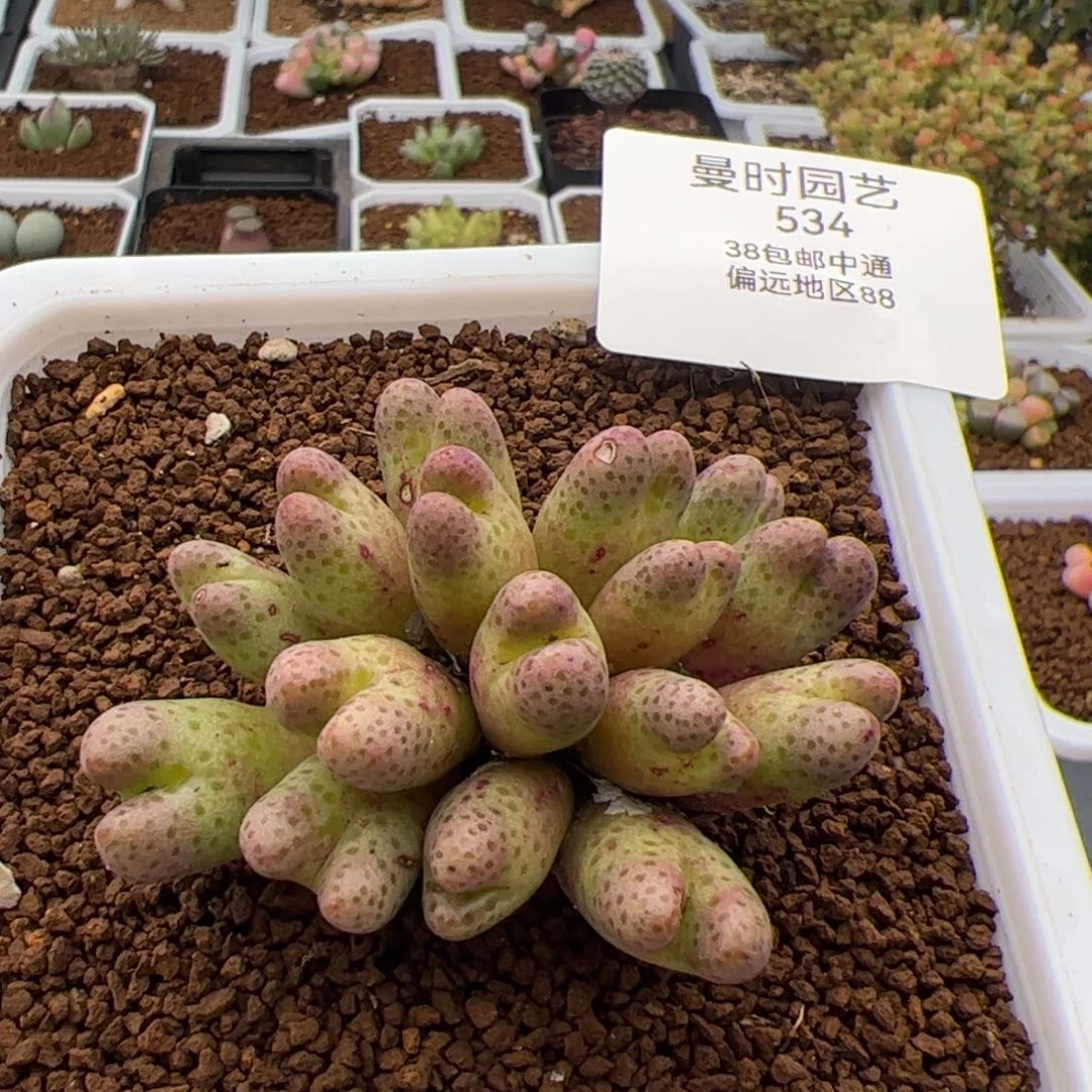 i*包534号大型斑马2.12多肉