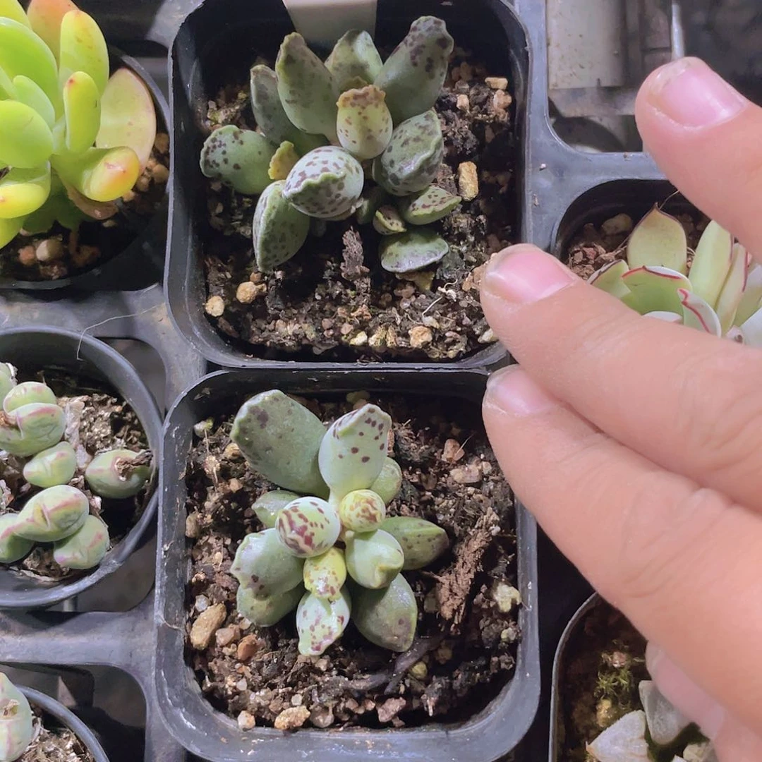 榆*海豹w094一物一拍多肉