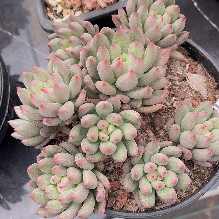 言字2717多肉植物