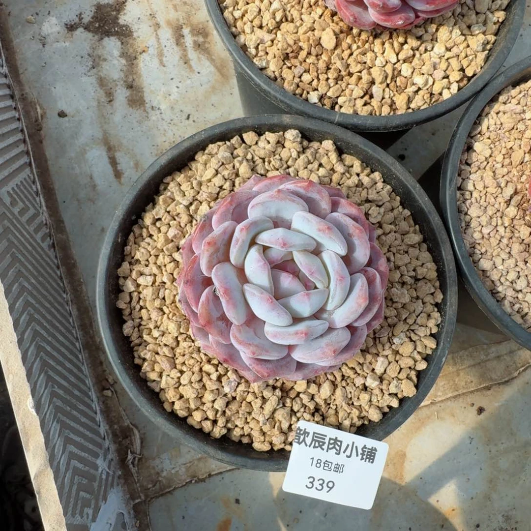 多肉植物  仙女橙  339