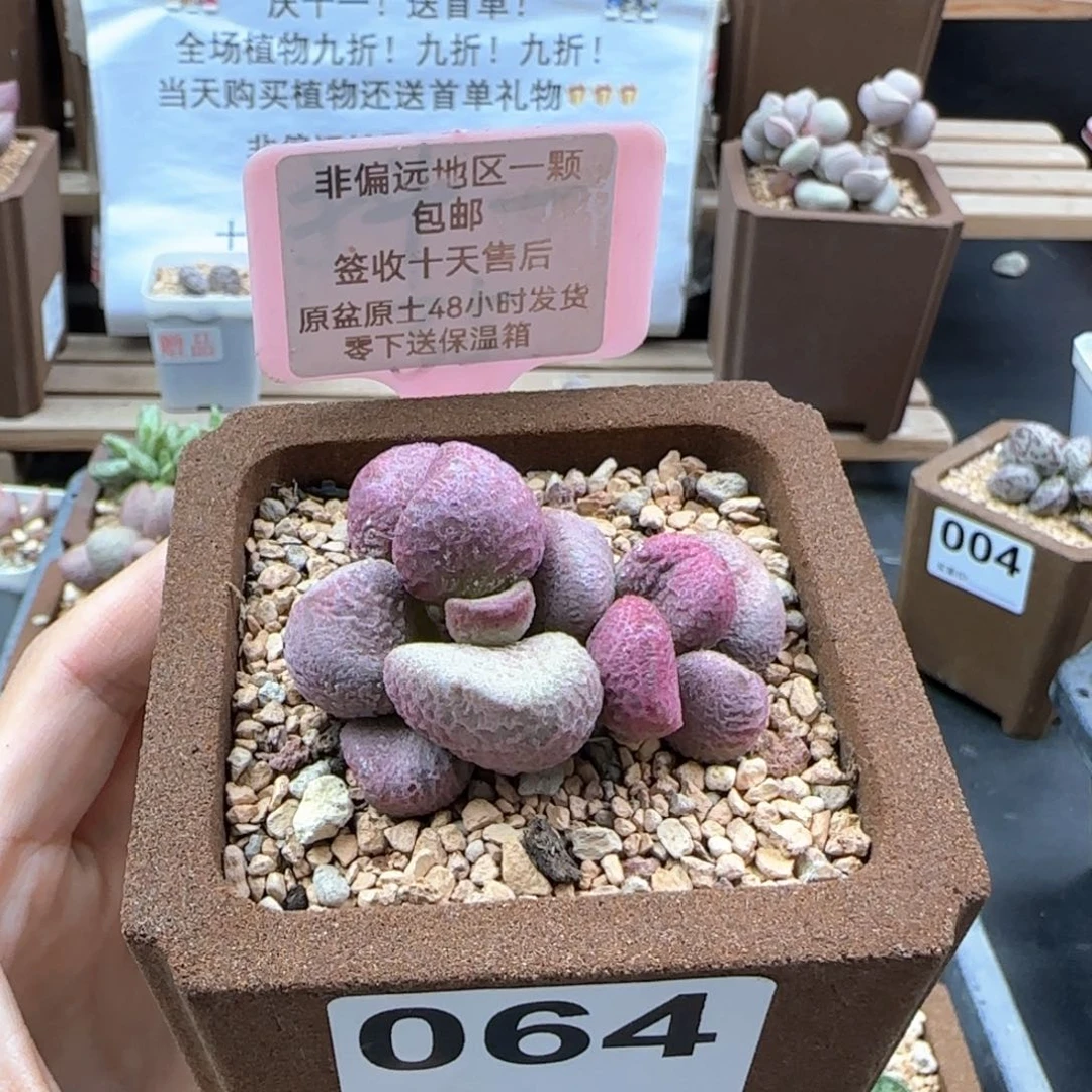 064夏娃多肉植物