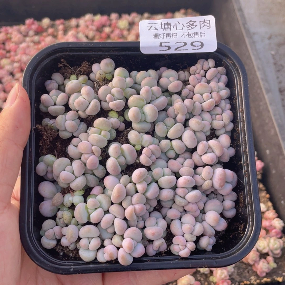 云糖心多肉植物529