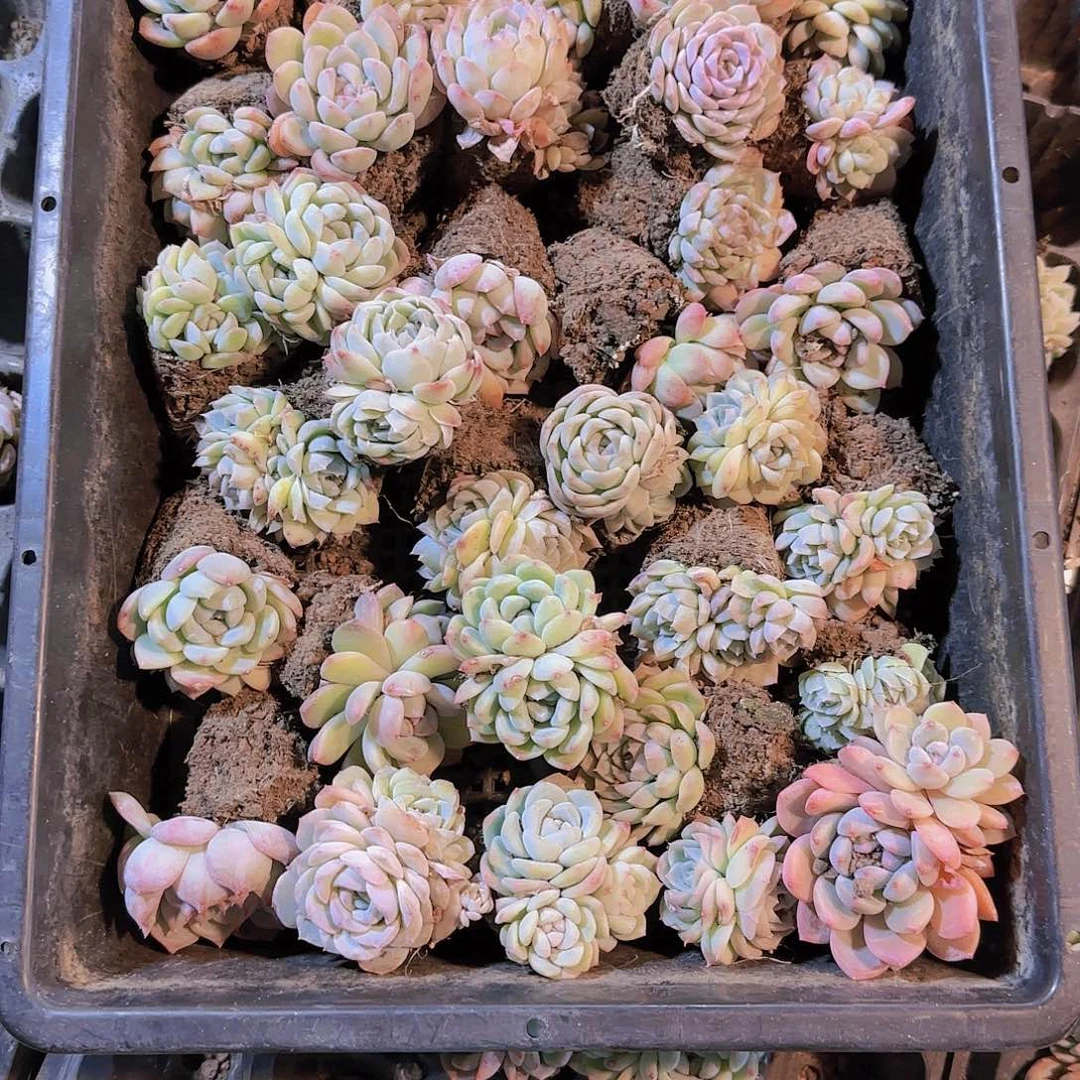 整筐铺满优选量拍