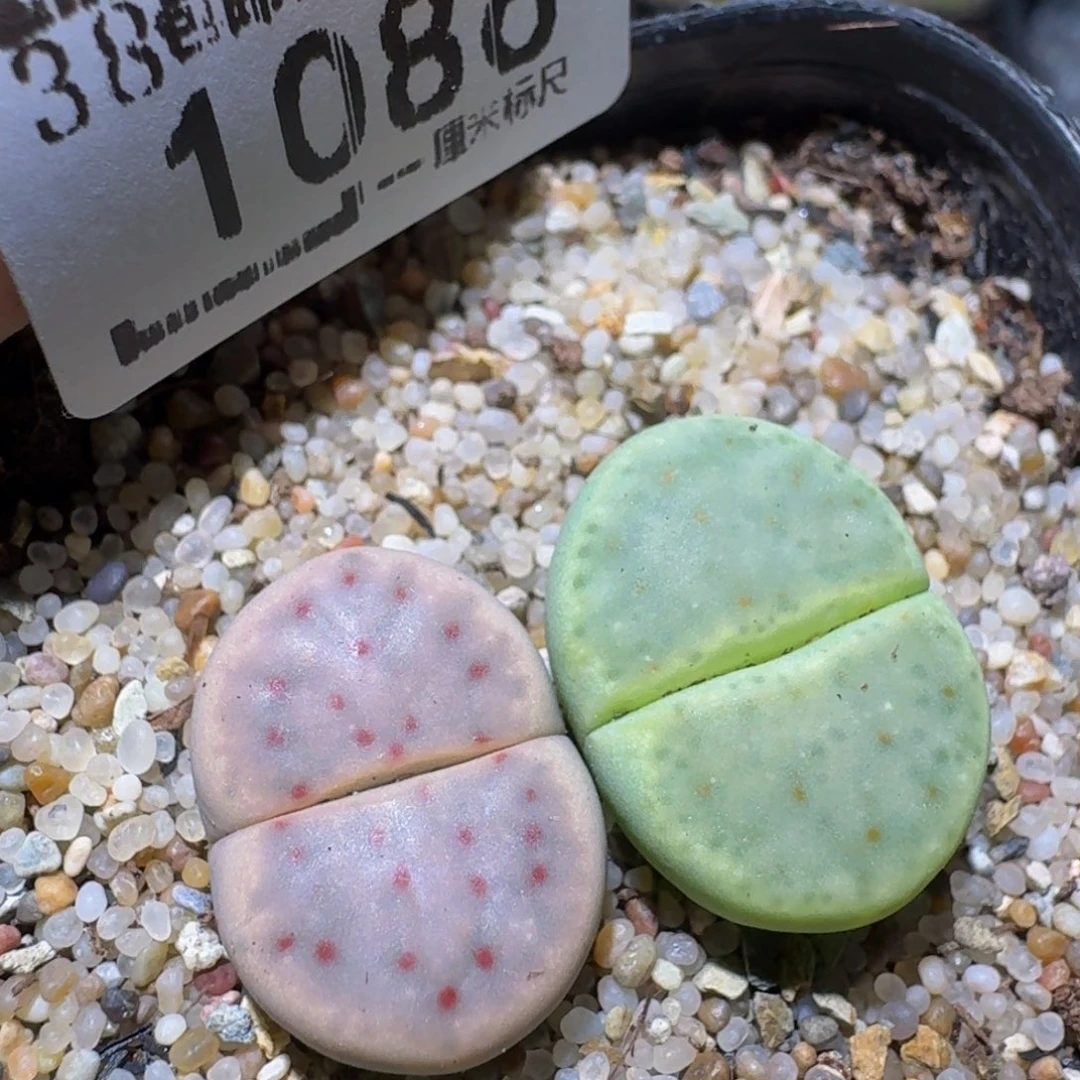 zzzz精品生石花1086