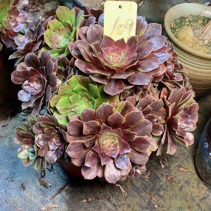 109花月夜多肉一物一拍