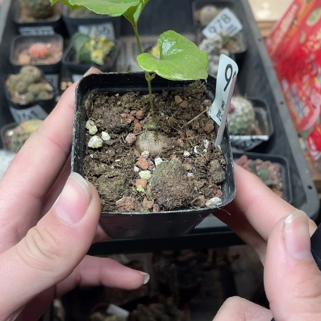 999龟甲龙（满18包邮）