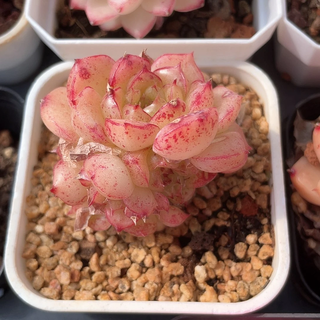 如***道优选麦秆福利8105