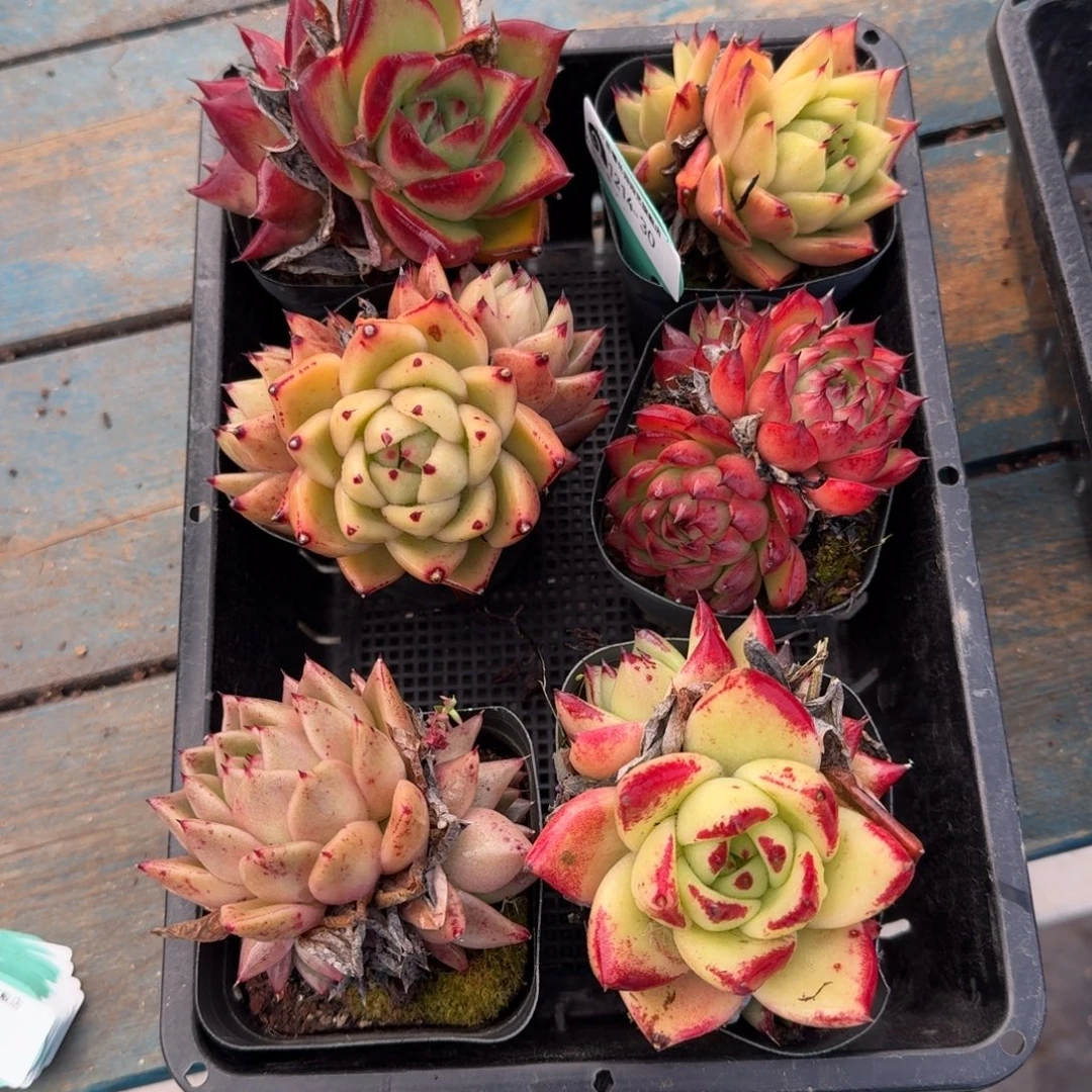 从前慢多肉精选编号1214.30