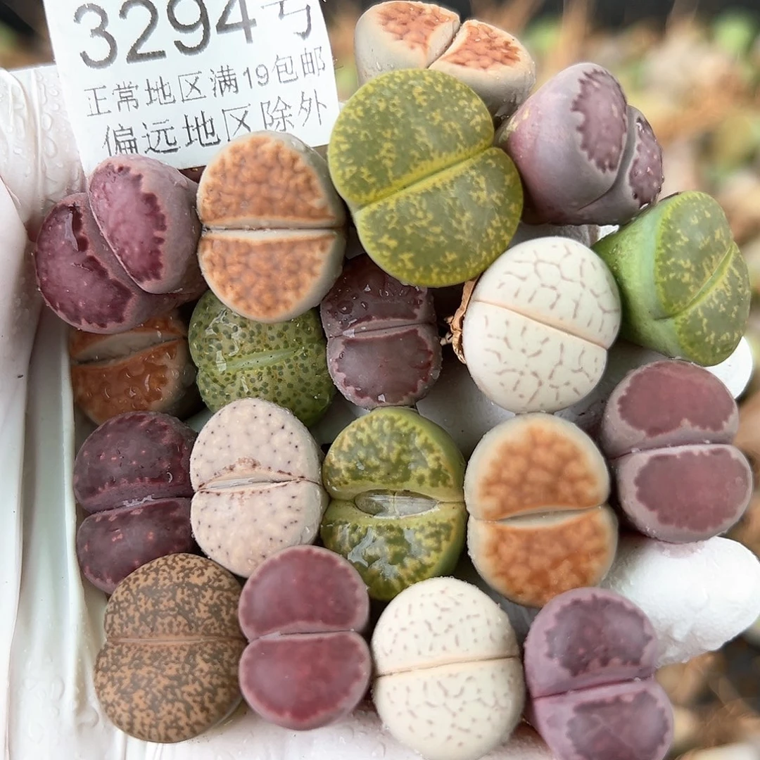 3294 好养易活生石花大母本19个