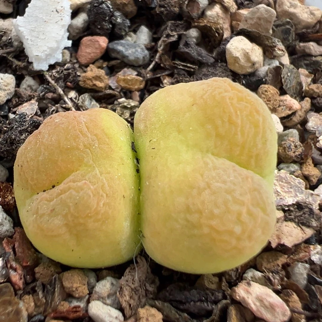 71多肉植物百科知识