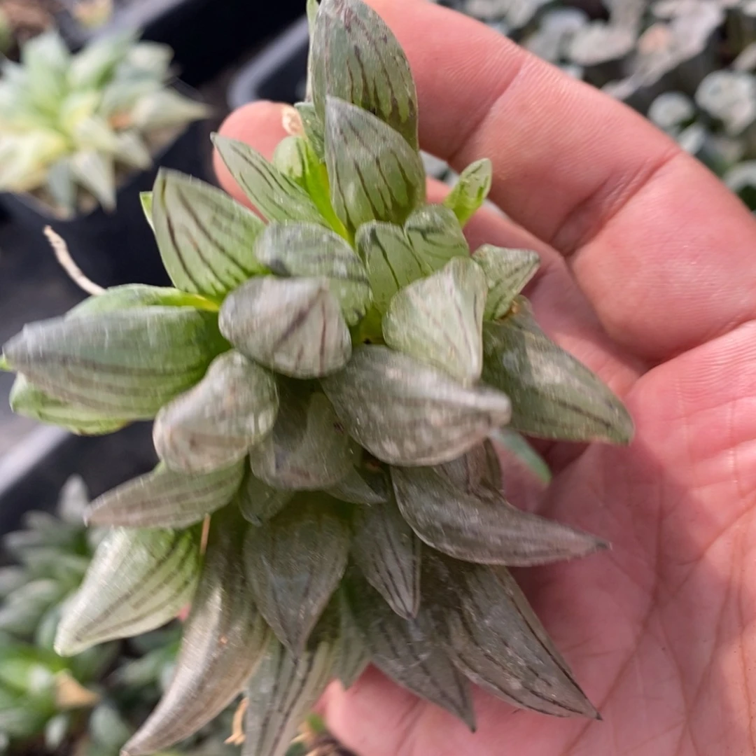 425 一颗大西瓜寿 超级福利