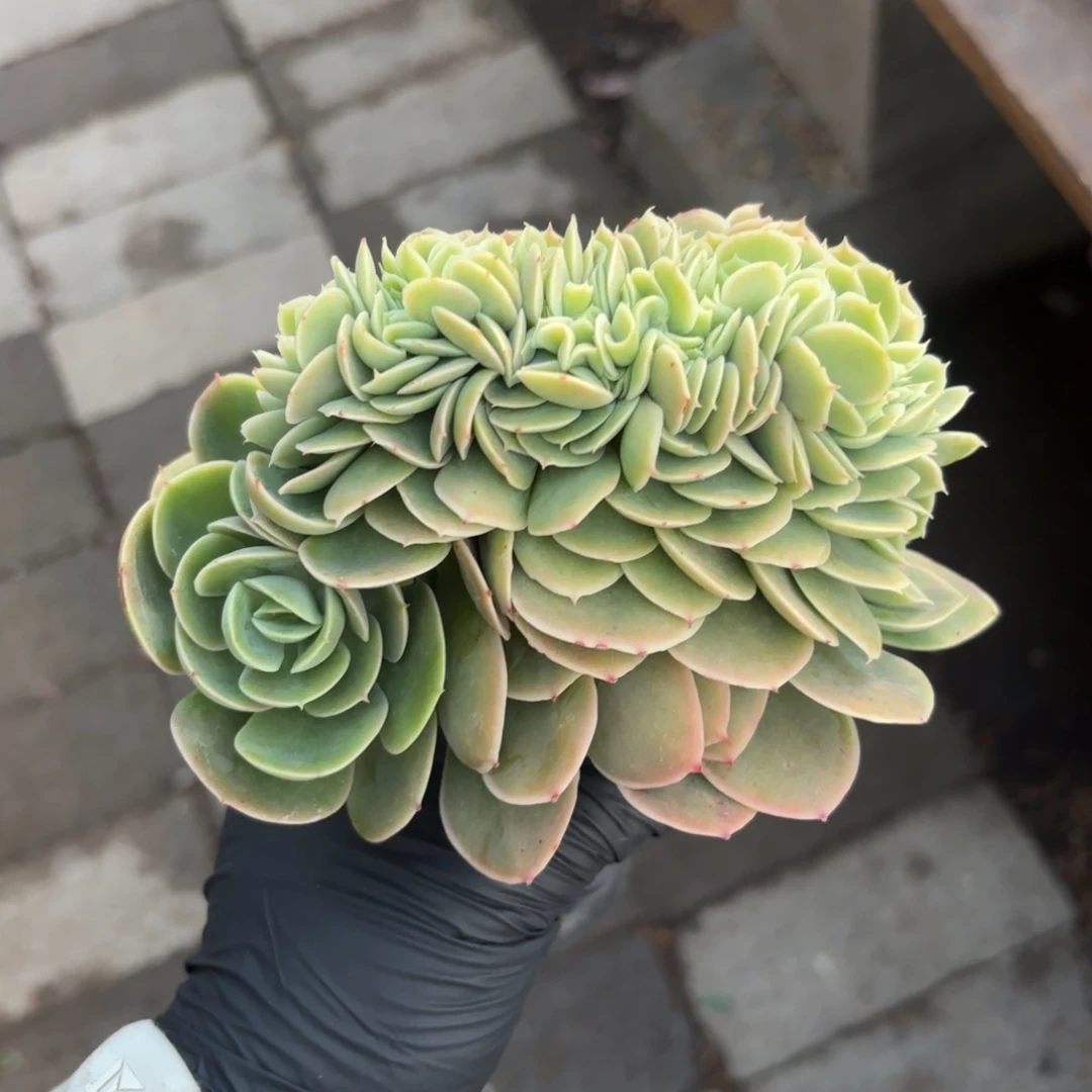 无花朵星纳塔小树桩