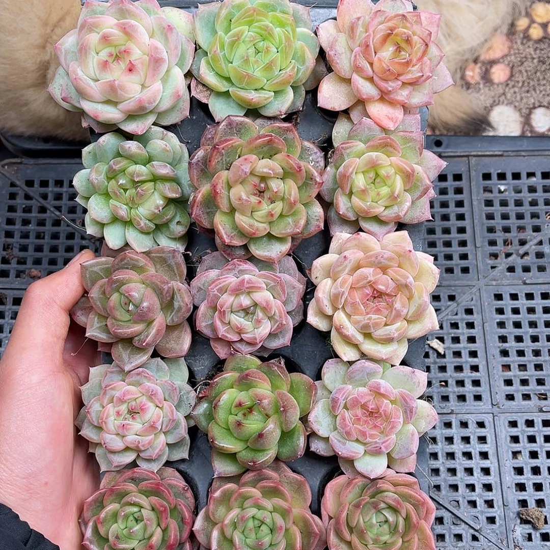 多肉一物一拍30-105