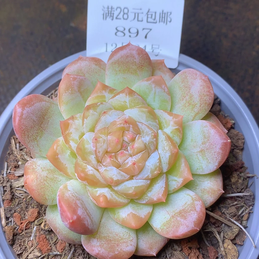 【闪购商品】云897号