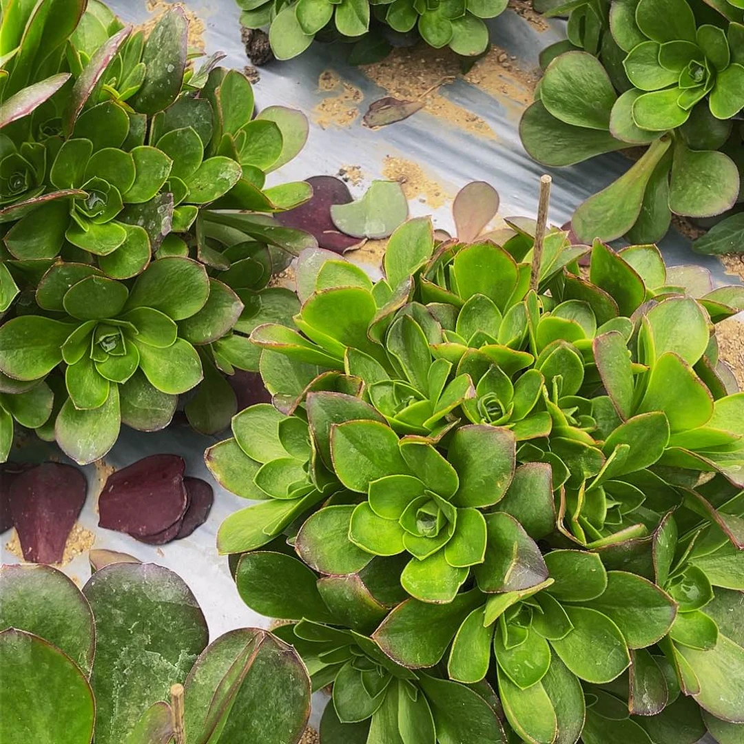 2690媚金玫瑰多肉植物