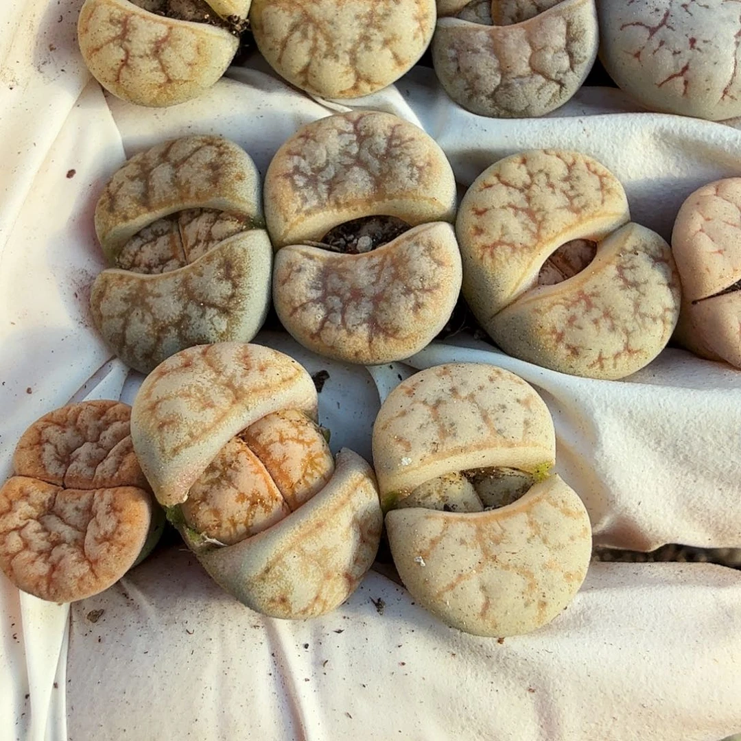 哈哈笑不出话就012这个